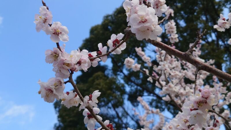 カメラホンの取り付けなんですが