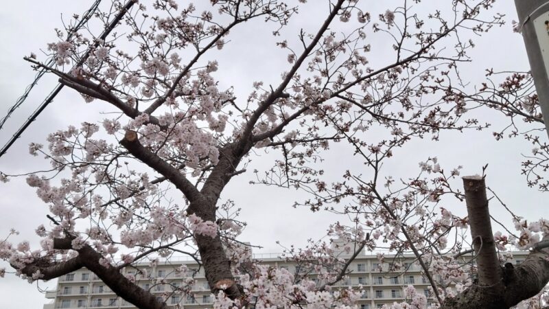 フクデンの近所は隠れた桜の名所なんです