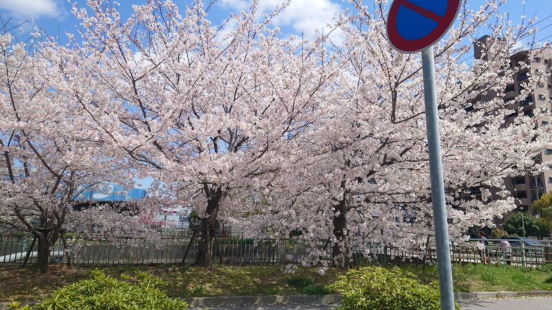 この週が一番の桜の見頃かも？