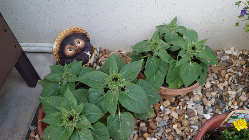 あと少しでヒマワリの花が