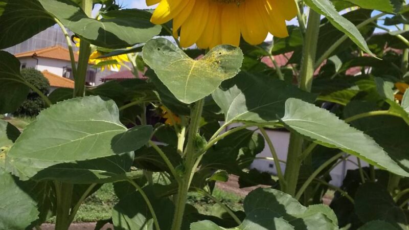 週に一度のスタッフブログ（７月その４）