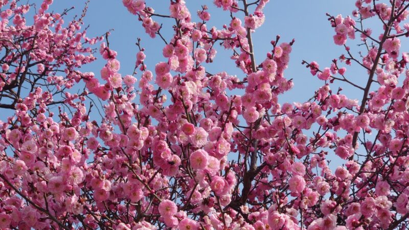 良いタイミングで梅の花見が出来ました