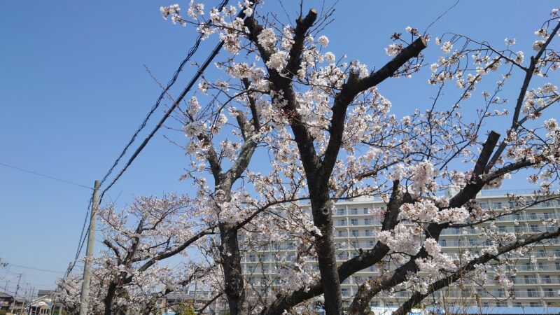 店の近くで花見できますよ～。