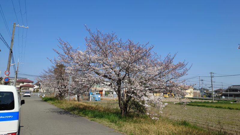 店の近くの桜・もう少しで満開です！