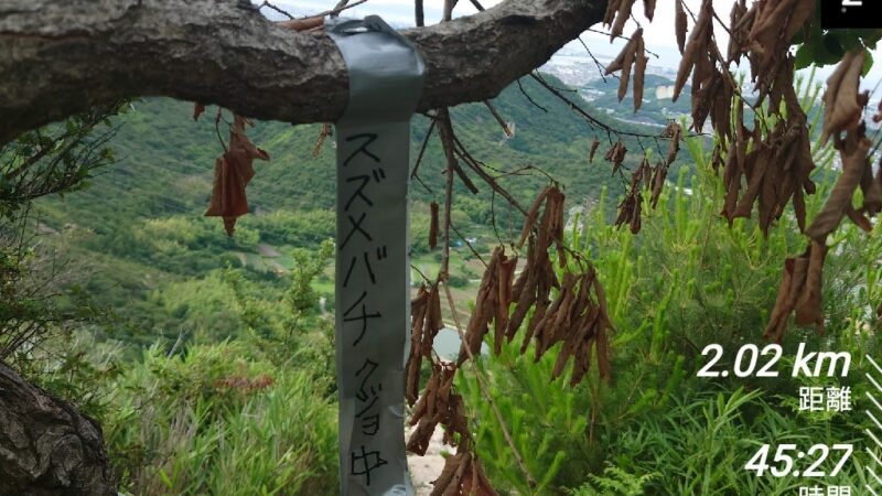 店長の週に一度の山登り日誌23/6/25