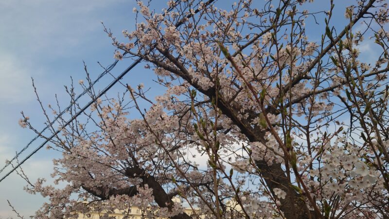 今年もきれいに店の近くの桜が一部満開になっておりました。