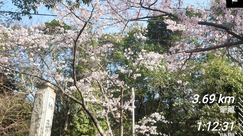 店長の週に一度の山登り日誌24/4/7