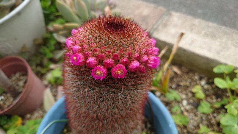 今年もサボテンの花が咲いてくれました！