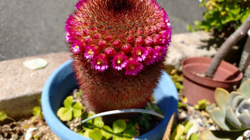 今年も咲いた！サボテンの花が満開です！