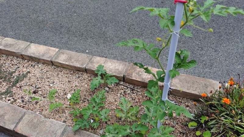 これはいったい！？店の前のスペースに謎の植物が！？