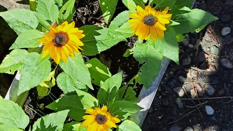 【ひまわりプロジェクト】2025年最後の投稿です!