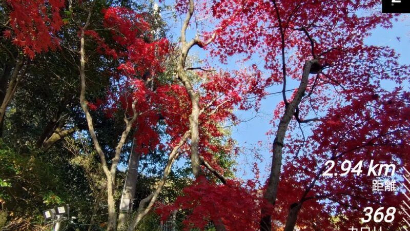 店長の週に一度の山登り日誌25/11/30