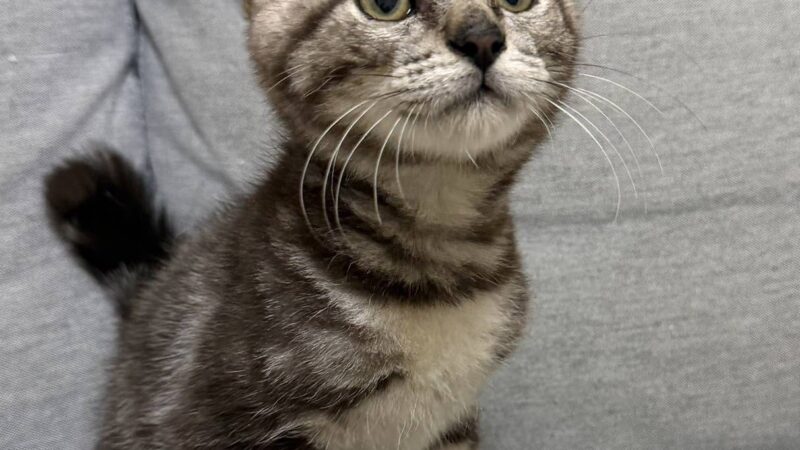 週に一度のスタッフブログ（25年12月5週分）