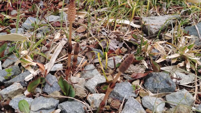 少しずつ春になってきました、エアコンと照明の入替え