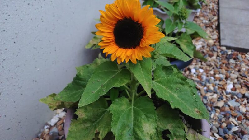 店長家育てていた「ひまわり」開花しました!!